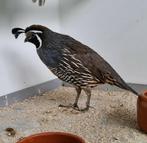 Kuif kwartel man, Dieren en Toebehoren, Vogels | Overige Vogels