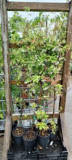 Toscaanse jasmijn-Trachelospermum jasminoides-winterhard-, Tuin en Terras, Planten | Tuinplanten, Ophalen, Volle zon, Vaste plant
