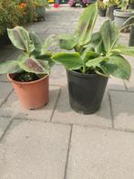 Bananenplant, Tuin en Terras, Planten | Tuinplanten, Ophalen of Verzenden, Overige soorten, Volle zon