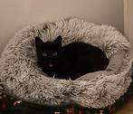 Masha, een echte black beauty, Poes, Kortharig, 3 tot 5 jaar