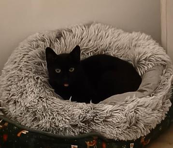 Masha, een echte black beauty beschikbaar voor biedingen