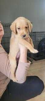 Labrador puppy's, Particulier, Meerdere, 8 tot 15 weken, Meerdere dieren