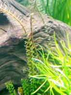 Garnalen rode, Kreeft, Krab of Garnaal