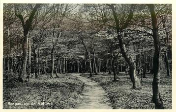 (379-172-033) Bospad op de Veluwe beschikbaar voor biedingen