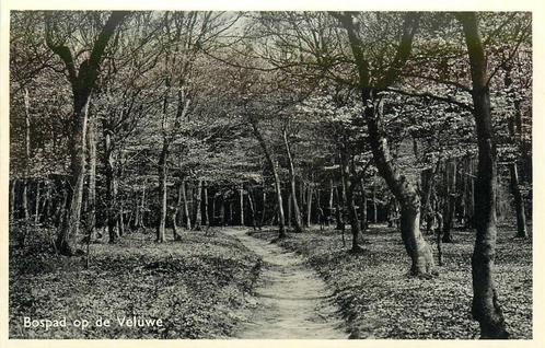 (379-172-033) Bospad op de Veluwe, Verzamelen, Ansichtkaarten | Nederland, Gelderland, Verzenden