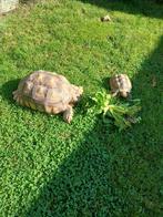 2 sulcata, Dieren en Toebehoren, Reptielen en Amfibieën, Slang