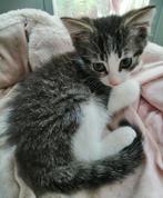 Prachtige X kittens 50.% Noorse Boskat., Poes, 0 tot 2 jaar