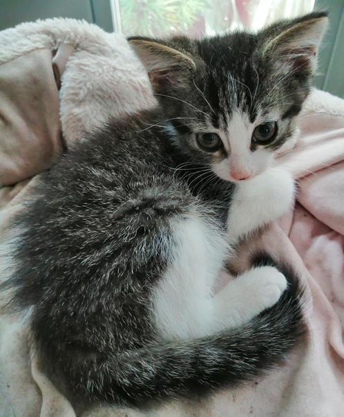 Prachtige X kittens 50.% Noorse Boskat., Dieren en Toebehoren, Katten en Kittens | Overige Katten, Poes, 0 tot 2 jaar