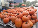 pompoenen  voor  halloween, Ophalen, Overige soorten, Volle zon