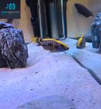 Te koop otopharynx zimbabwe rock koppel malawi cichliden, Dieren en Toebehoren, Vissen | Aquariumvissen, Vis, Zoetwatervis