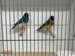 Gouldamadine blauw, Meerdere dieren, Tropenvogel, Geringd
