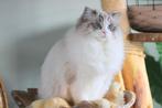 Ragdoll Dekkater Seal Point Bicolor Lynx (NIET TE KOOP), Dieren en Toebehoren, Kater, Gechipt, 0 tot 2 jaar