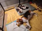 Beagle pups, Beagle, Reu, 8 tot 15 weken, Meerdere
