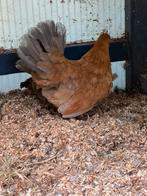 Boeren krielkip, Geslacht onbekend, Kip