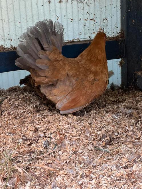 Boeren krielkip, Dieren en Toebehoren, Pluimvee, Kip, Geslacht onbekend