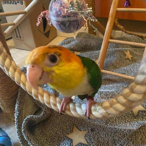 Vrolijke lieve tamme roestkop caique, Dieren en Toebehoren, Vogels | Parkieten en Papegaaien, Papegaai, Geslacht onbekend, Pratend