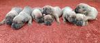 Prachtige Cane Corso Pups formentino, Dieren en Toebehoren, Honden | Bulldogs, Pinschers en Molossers, Parvo, Particulier, 8 tot 15 weken