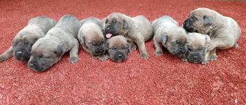 Prachtige Cane Corso Pups formentino beschikbaar voor biedingen