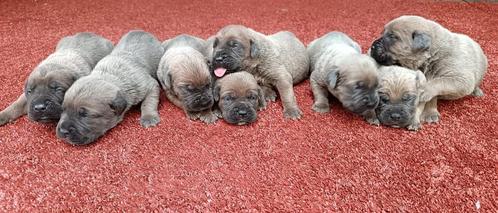 Prachtige Cane Corso Pups formentino, Dieren en Toebehoren, Honden | Bulldogs, Pinschers en Molossers, Meerdere dieren, Particulier