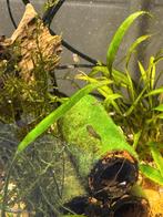 ONLY SMALL fishes guppies, Dieren en Toebehoren, Vissen | Aquariumvissen, Vis