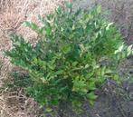 Ligustrum lucidum Ø 60/80cm Chinese liguster groenblijvend, Tuin en Terras, Planten | Tuinplanten, Ophalen