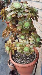 Aeonium rubrolineata, Vetplant, Ophalen of Verzenden, Minder dan 100 cm, Bloeiende kamerplant