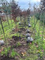 Laan en sierbomen, Tuin en Terras, Planten | Bomen, Ophalen of Verzenden, Zomer, Volle zon, Overige soorten