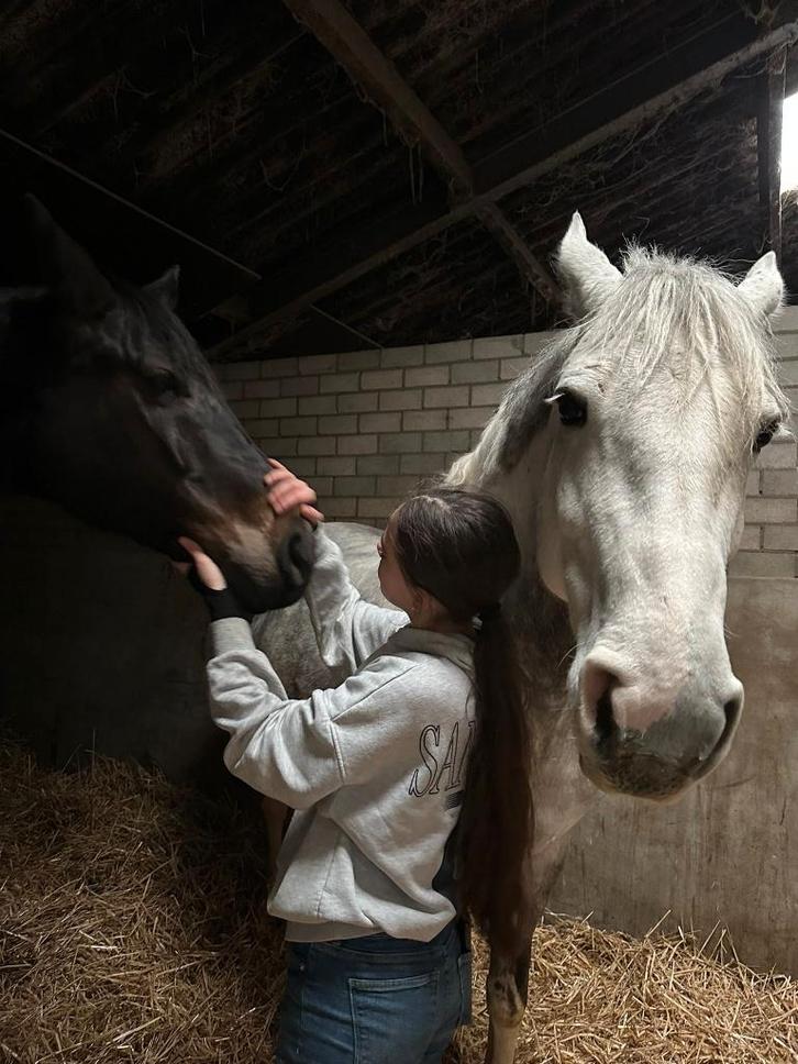 bijrijdpaard gezocht, Dieren en Toebehoren, Paarden en Pony's | Verzorgingsproducten, Nieuw, Ophalen of Verzenden