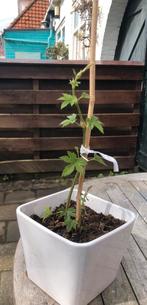 Hopplant, In pot, Minder dan 100 cm, Overige soorten, Volle zon