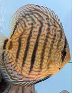 Mooi bleu turquase discus vissen va 30,—, Vis