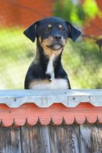 Medium kruising pup reutje 4 maanden, Particulier, Rabiës (hondsdolheid), 15 weken tot 1 jaar, Reu