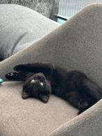 halve britse korthaar kitten kater 4 maanden, Dieren en Toebehoren, Katten en Kittens | Overige Katten, Kater