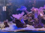 Blue marine zee aquarium, Dieren en Toebehoren, Ophalen, Gevuld zeewateraquarium