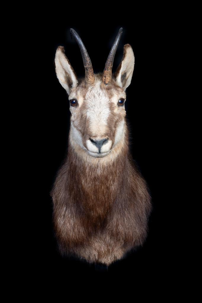 Gams, Verzamelen, Dierenverzamelingen, Zo goed als nieuw, Overige typen, Overige soorten, Ophalen