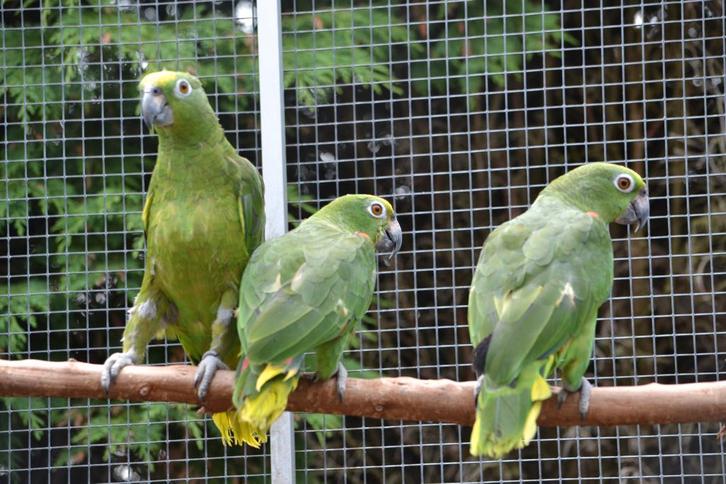 2-0 Surinaamse Geelvoorhoofd-amazone-papegaaien., Dieren en Toebehoren, Vogels | Parkieten en Papegaaien, Papegaai, Mannelijk