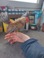 1 mooi jong serama kuiken/haantje, Dieren en Toebehoren, Mannelijk, Kip