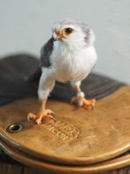 Roofvogel uil valkenier buizerd, Dieren en Toebehoren, Ophalen of Verzenden, Nieuw