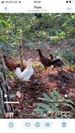 Vier jonge hennen, Vrouwelijk, Kip