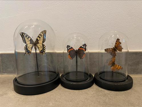 Taxidermie Europese vlinders in stolp, Verzamelen, Dierenverzamelingen, Zo goed als nieuw, Opgezet dier, Insect, Verzenden