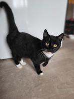 Boerderij kat, Dieren en Toebehoren, Katten en Kittens | Overige Katten, Kater