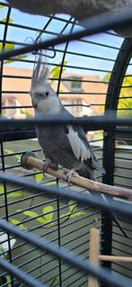 Met spoed forever home gezocht voor Valkparkiet man 5/6 jr, Dieren en Toebehoren, Vogels | Parkieten en Papegaaien, Mannelijk