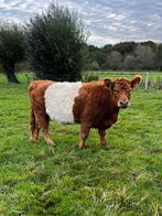 Belted Galloway koe met vaarskalf, Dieren en Toebehoren, Runderen, Vrouwelijk