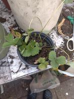 Witte Aardbeien Planten & Stekjes, Tuin en Terras, Planten | Tuinplanten, Volle zon, Vaste plant, Ophalen of Verzenden, Fruitplanten