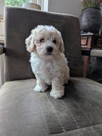 Maltipoo reutje, CDV (hondenziekte), 8 tot 15 weken, Eén hond, Nederland