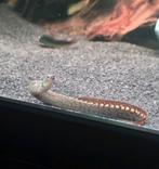 2x Stekelaal (Mastacembelus armatus), Dieren en Toebehoren, Vissen | Aquariumvissen, Vis