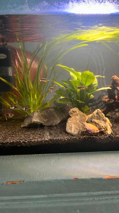 Compleet aquarium ter overname, Dieren en Toebehoren, Vissen | Aquaria en Toebehoren, Zo goed als nieuw, Gevuld zoetwateraquarium