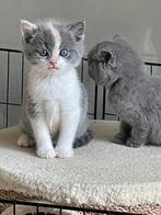 Sociale Britse Korthaar kittens paspoort, gechipt & ingeënt, Dieren en Toebehoren, Meerdere dieren, Gechipt, 0 tot 2 jaar