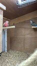 Koppel bourkes, Dieren en Toebehoren, Vogels | Parkieten en Papegaaien, Meerdere dieren, Parkiet