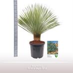 Yucca Rostrata winterhard, Tuin en Terras, Planten | Tuinplanten, Ophalen of Verzenden