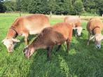 Tekoop mooie jonge Nolana stamboek Ram zwoegervrij, Dieren en Toebehoren, Schapen, Geiten en Varkens, Mannelijk, Schaap